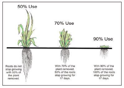 thom_lecomte's tweet photo. Best grassland managers grow roots, not grass #grassland #grazing #pasturerotation
https://t.co/Wi9iXx9gQC https://t.co/jxg2yW173N