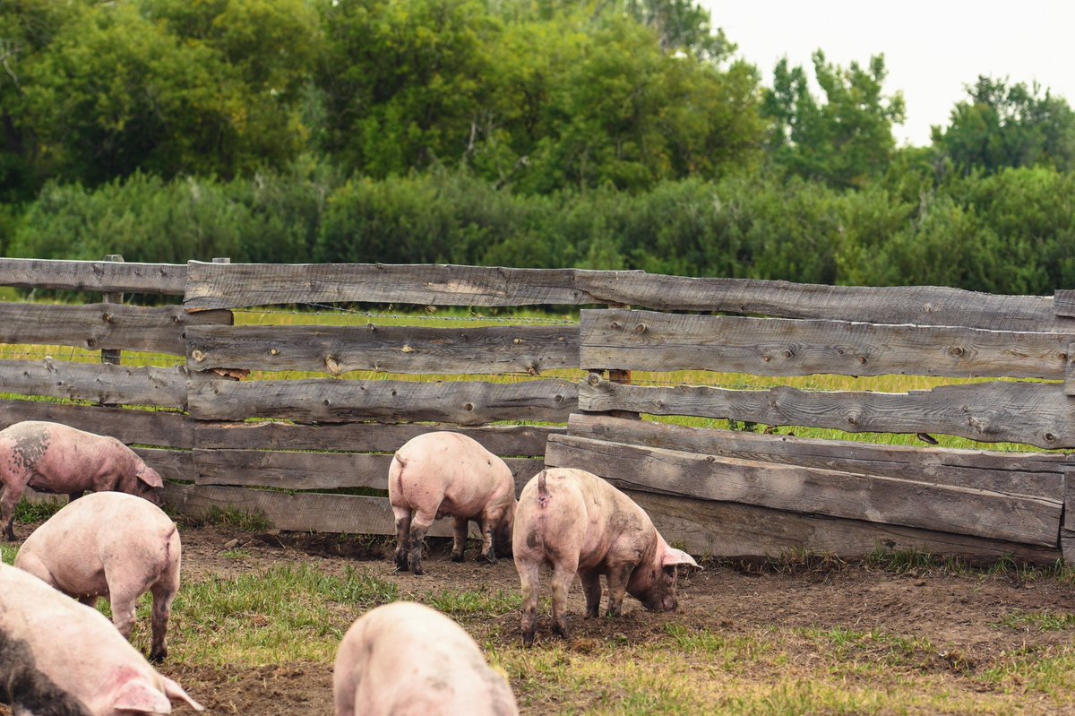 Pigs grazing and happy outdoors-🐖 at our farm! #outdoorpigs #Alberta