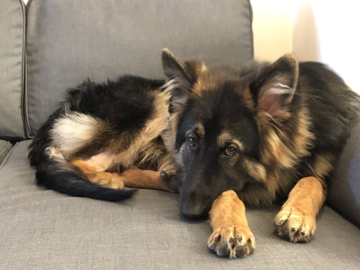 BassiVaneeta's tweet photo. @yourdog This is Enzo, my 10 month old German Shepherd https://t.co/dIH9i2Qq2i