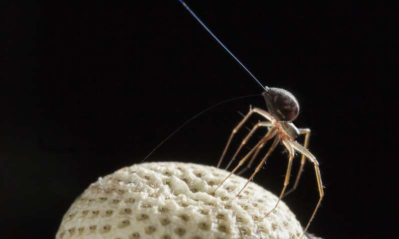 Les jeunes araignées, pour se disperser dans la nature, s'envolent ! Comment ? En tissant des fils qui vont agir comme des mongolfières ! Cette méthode s'appelle le ballooning et en résultent les "fils de la vierge" qu'on retrouve dans les buissons au printemps ! (M. Hutchinson )