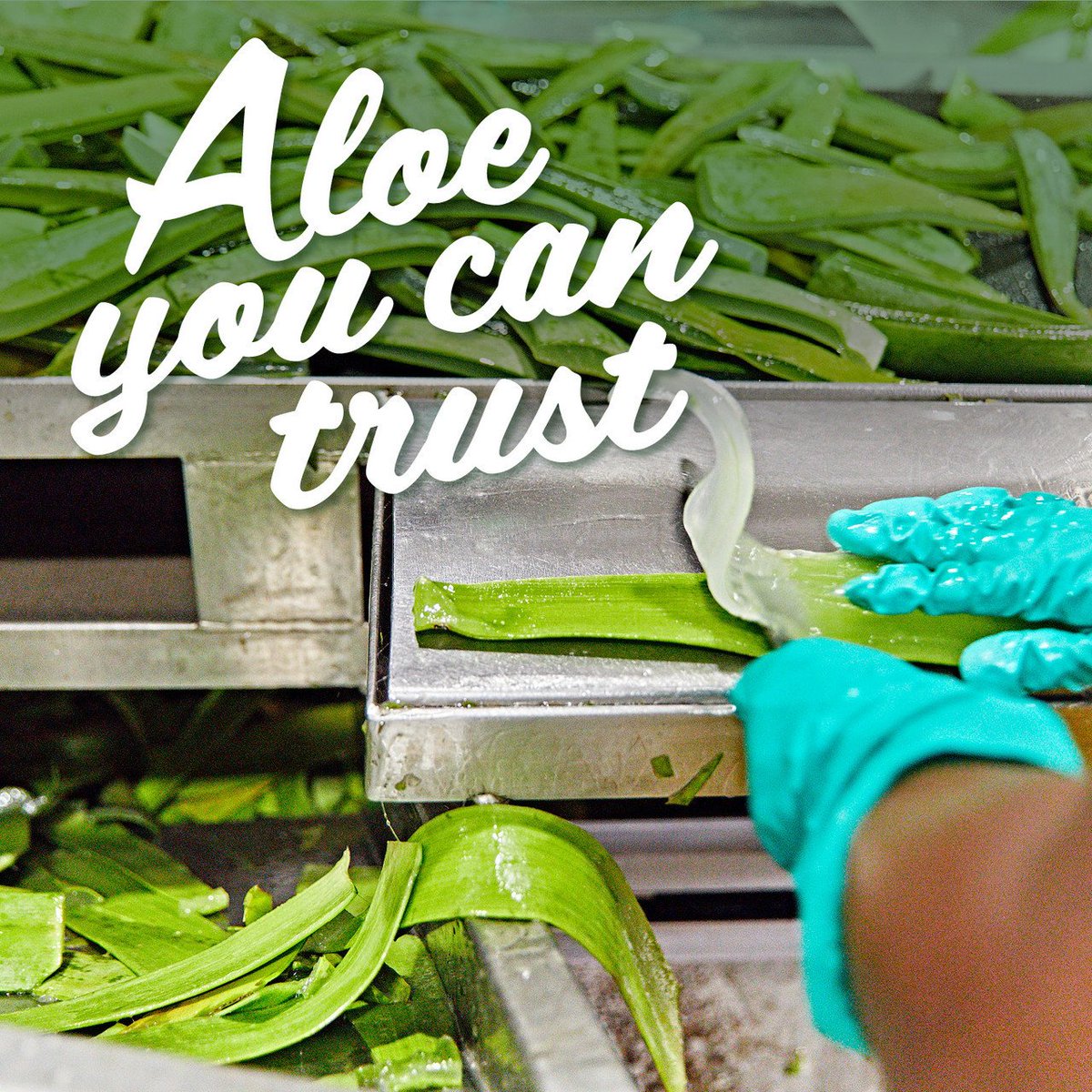 There are over 200 species of aloe vera in the world but there are only four that are considered to hold nutritional qualities that are trustworthy ; Barbadensis Miller, the species grown by Forever Living, is by far the most powerful.