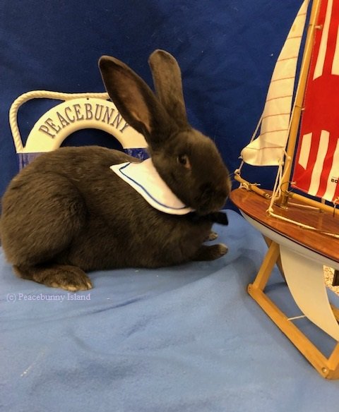 PeacebunnyI's tweet photo. HUCKLEBERRY PEACEBUNNY - his journey to Peacebunny Island https://t.co/YL8pYwxTyE https://t.co/HCv8Yc81Ga