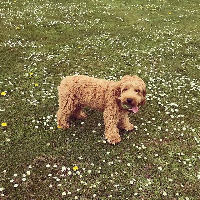 newmumblings's tweet photo. Home again to lovely Clifford 🐕 looked after so well by @stephaniebrown_23 and my family when we were away ☺️ #thankyou #daisies #springtime #fetchtime #rafflescockapoo #cliffordthebigreddog https://t.co/lQddKyJmHt https://t.co/A6ANAsVgqL