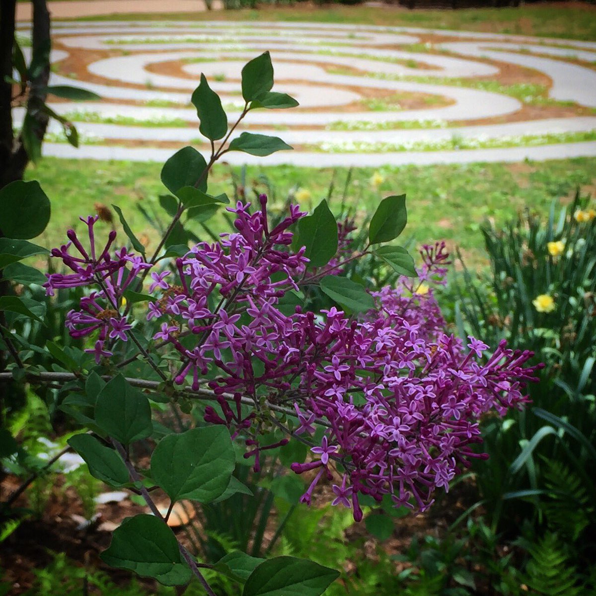 Our University Chaplain @revschaef’s favorites—the Kay lilacs are in bloom near the labyrinth and they smell amaaaaaaazing!