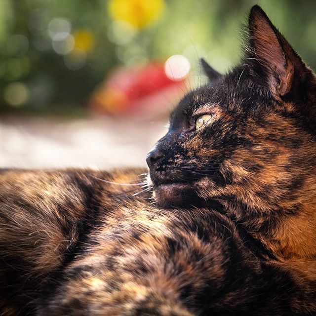 HallsworthHelen's tweet photo. Wee Cinco enjoying the Easter sun
.
.
.
.
.
#catphotography #tortoiseshellcat #tortoiseshell #catlovers #catportrait #catoftheday  #catsofinsta #catsoninstagram #cutecat #cutecats #bestmeow #catlife #crazycatlady #ilovecats  #royalsnappingartists #kittyc… https://t.co/Gq679Tt0Ys https://t.co/LHUjxpucem