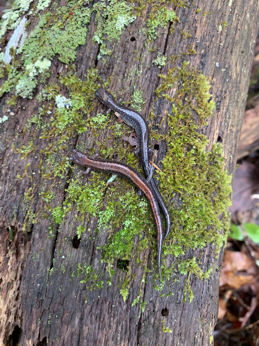 annetteNZevans's tweet photo. Finally got to enjoy the spring #herpetofauna after 2 weeks battling a bad systemic reaction to poison ivy.
Beautiful weather, 100 P. cinereus, and 6+ other herp species... that’s what I call a successful Tuesday!
#HERper #fieldwork #uconneeb #springHerps https://t.co/kvbGeJ5D8N