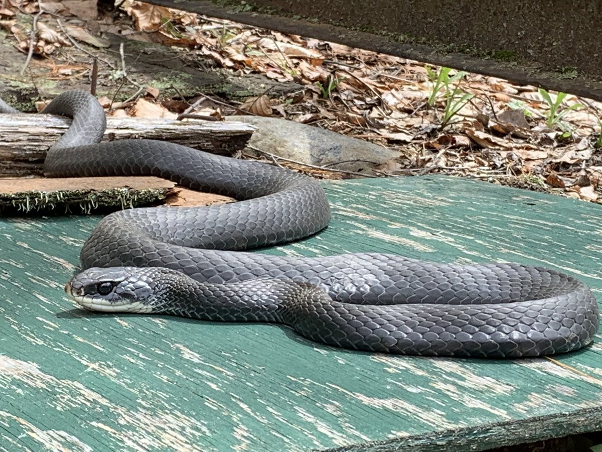annetteNZevans's tweet photo. Finally got to enjoy the spring #herpetofauna after 2 weeks battling a bad systemic reaction to poison ivy.
Beautiful weather, 100 P. cinereus, and 6+ other herp species... that’s what I call a successful Tuesday!
#HERper #fieldwork #uconneeb #springHerps https://t.co/kvbGeJ5D8N