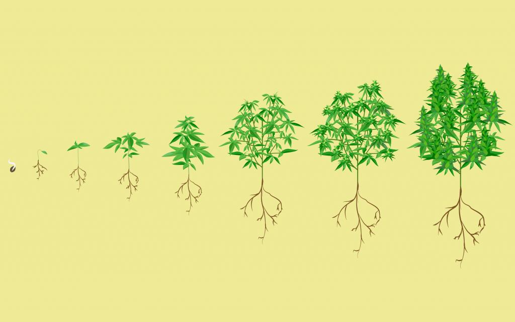BPGtweet's tweet photo. Stages of the Cannabis Plant Growth Cycle 🌱

Cannabis plants, like all living things, go through a series of stages as they grow and mature. 

https://t.co/Z27ivnjVRm

#BPG #BPGFamily #Cannabis #Berkeley #Growing101 https://t.co/N2GR7v7hMb