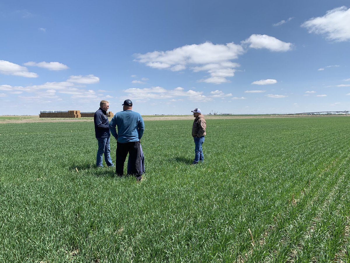 Counting tillers to project potential yield. With all this moisture, we are off to a good start.