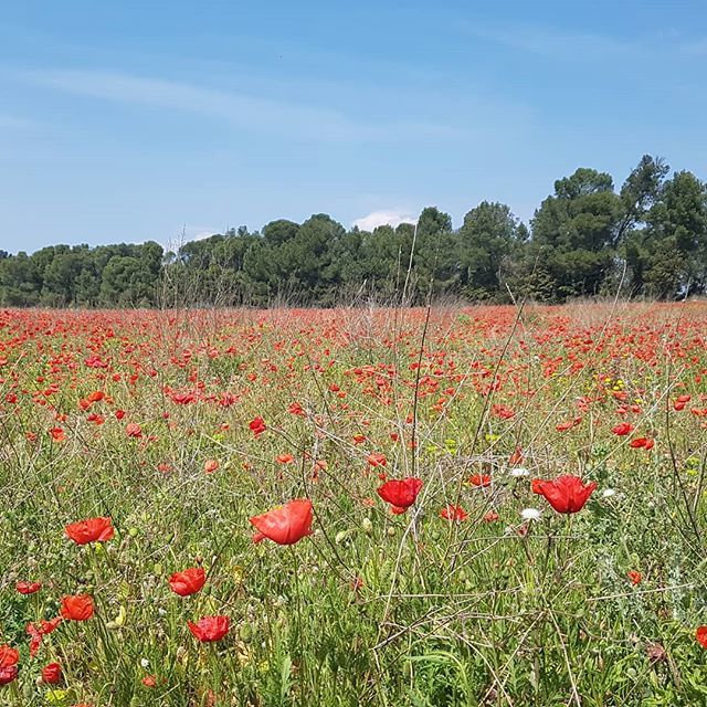 LifeInMotionE17's tweet photo. Poppies, poppies as far as the eye can see! https://t.co/dRaOJbiMrc https://t.co/ftqhneBRf5