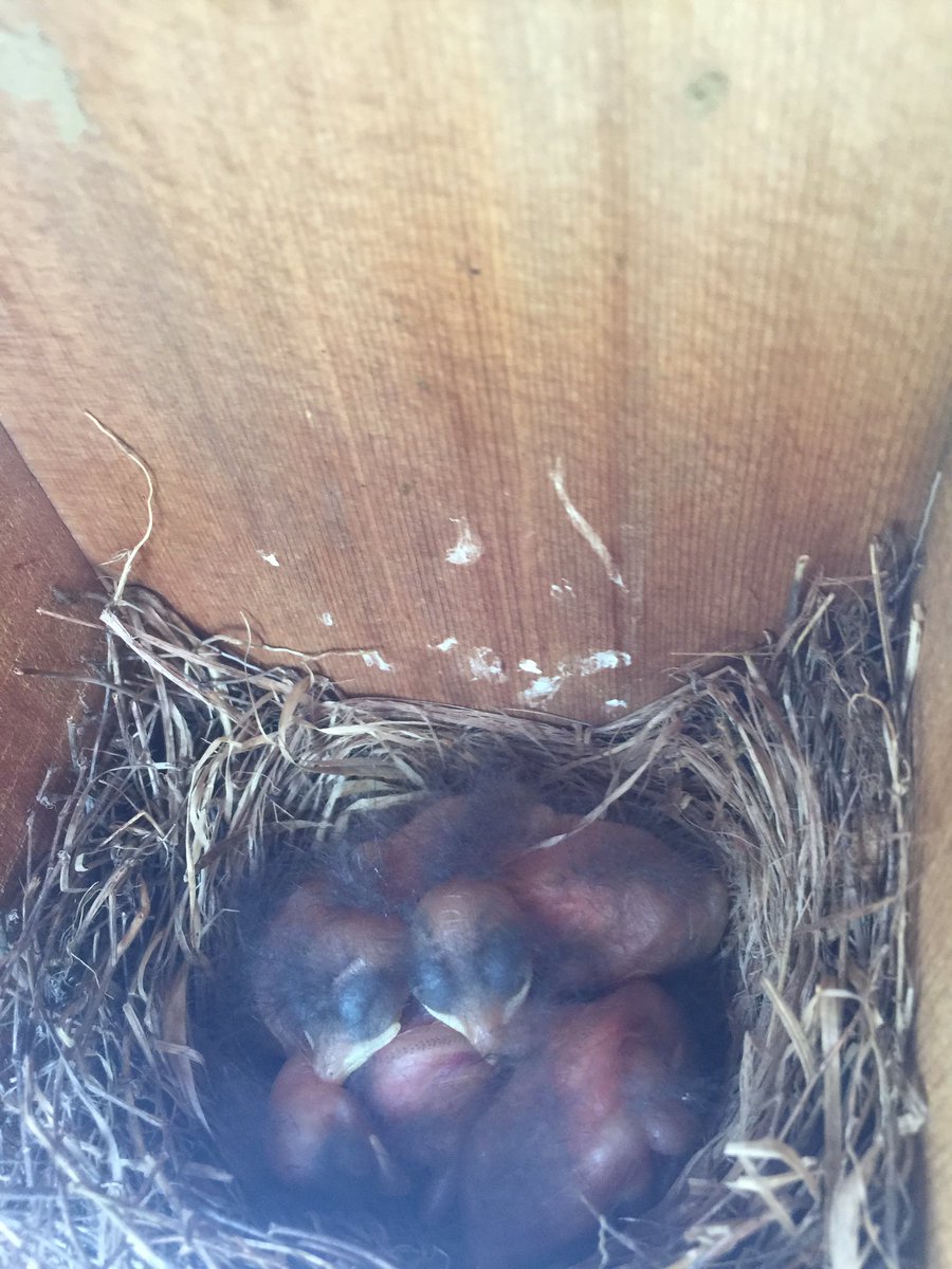 The Nature Park welcomes the birth of five baby birds. What a blessing after Earth day! 🐣