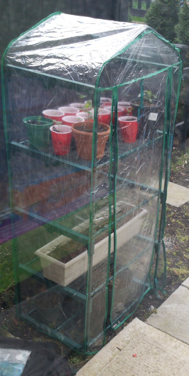 BackyardBuddha's tweet photo. Day 18 - April 7 2019 - Got a new greenhouse for the backyard. #JSKY #GrowYourOwn #BackyardCannabis #Greenhouse https://t.co/Air7EQOSZk