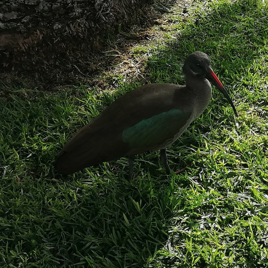 Just spotted this wonderful ibis in #playaelmatorral #endangeredspecies #endangeredanimals #endangeredbirds #endangeredwildlife #ibis #ibiseremita #hermitibis #geronticuseremita #geronticus #northernbaldibis #rarebirds #avesraras #avesdecanarias #avesdefuerteventura #uccellirari