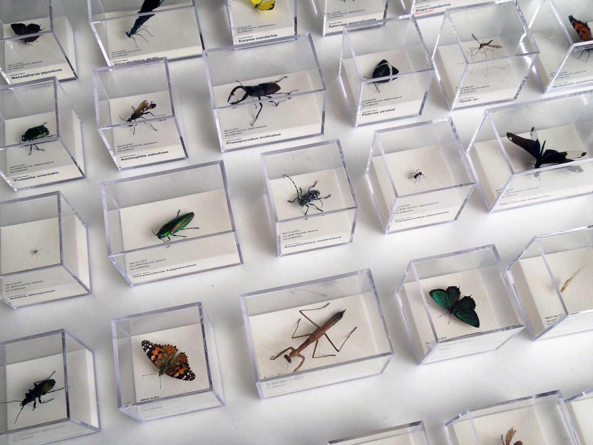 出展者紹介】松本章／身近な虫たちを採集し、独自の感性と方法で標本を