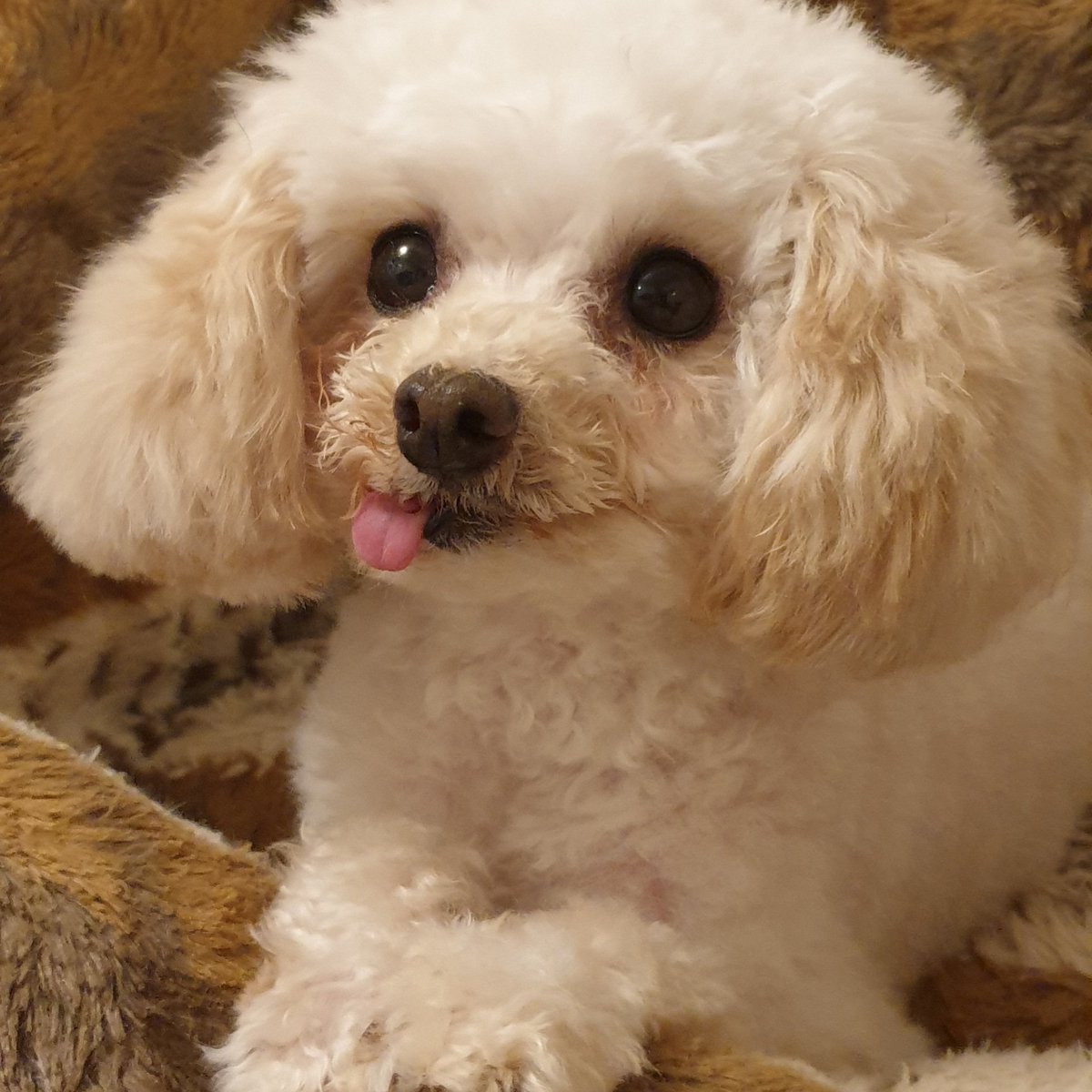 SilverFoxClaire's tweet photo. My beautiful precious Pearl. From #puppyfarm in #China. Arriving very sick, to wrapping me round her little paws and is spoilt rotten.
#meatmarket #meattrade #Chinese #SAFE #toypoodle #nomoresuffering #banyulin #silverfoxdogrescue https://t.co/P6SwJtdCXX
