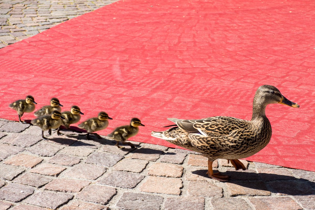 BerlinPhil's tweet photo. Red carpet training with this family of ducks! Spotted by bassoonist Markus Weidmann.
#berlinphil #fshbb #bpheaster #OsterfestspieleBB https://t.co/IMq8FCJFeM
