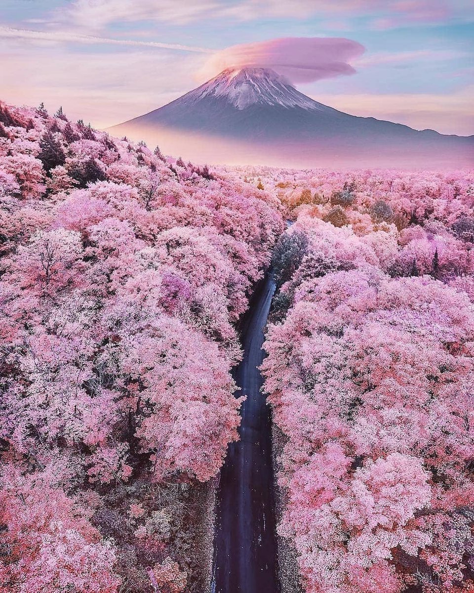 Cherry Blossoms with Mount Fiji in the background: