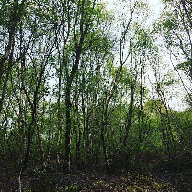 birchecocottage's tweet photo. The birch woods are coming alive and just the place to come and breathe #sustainableliving #permaculturedesign #offgridliving #offgrid https://t.co/tKFncNvJzK