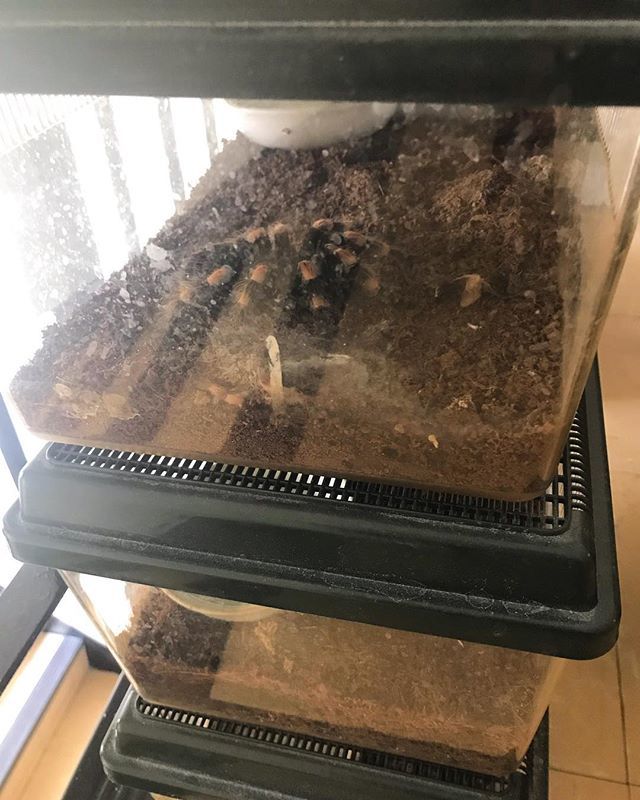 IvyHouseLDN's tweet photo. This cute, fluffy pet was one of 10 tarantulas who greeted me at my first end of tenancy this morning. By cute and fluffy, I mean scary and hairy. At least they were in tanks! Odd choice of pets but hey, I’m not judging 🕷🕷🕷..
.
.
.
.
.
#property #end… https://t.co/EXg11DBdIp https://t.co/HbbnDYXedF