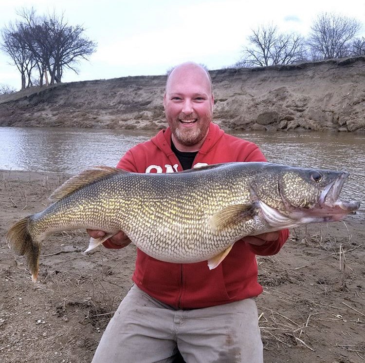New state record walleye caught near Mandan, ND on the Heart River. Tom Volk of Lincoln caught this 16 pound 9 ounce 32.5 inch fish April 21 beating the previous record set last May by three-quarters of a pound. Congratulations Tom!