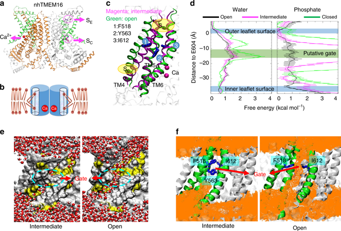 NatureComms's tweet photo. The @hyanglab identifies an inner activation gate and its disruption profoundly alters TMEM16F phospholipid permeation.

https://t.co/qhFEgVTzFI https://t.co/xpZiZIK5rg