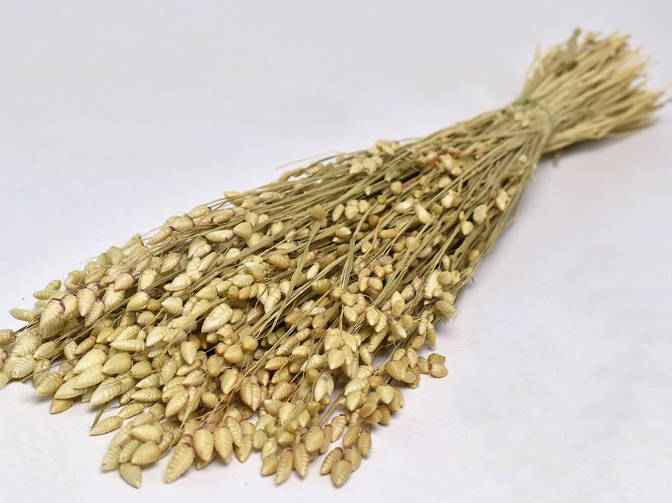New grasses now online! #Festuca #Lagurus #Wheat #Brizamaxima
Check out bit.ly/2PpeZ5W for more information and prices.