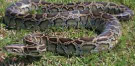 BurmesePython5's tweet photo. Felt cute. might delete later
#whereuatEPA #whereuatDFWM #whereuatDNR https://t.co/HX8ikG1vbR