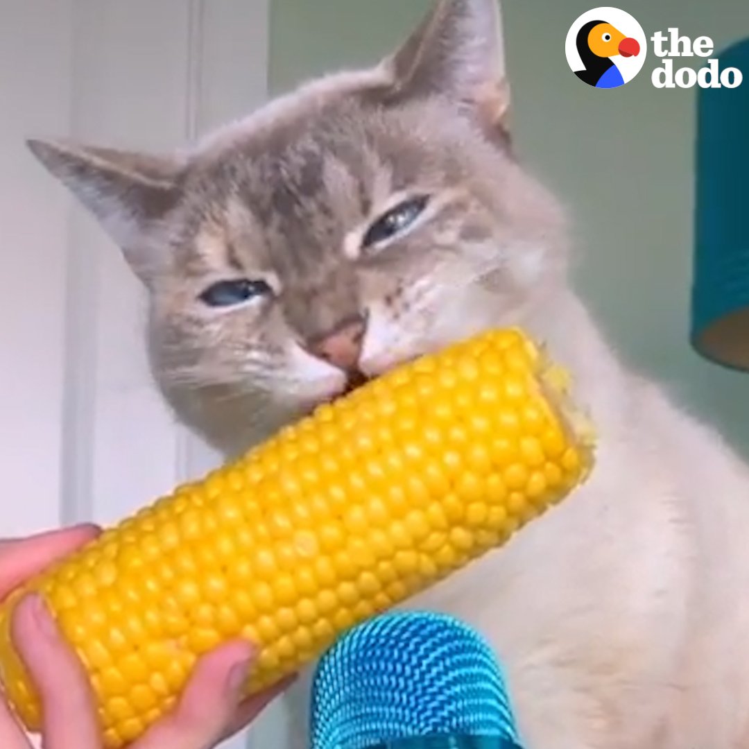 Можно котам кукурузу. Кукурузный кот. Котик с кукурузой. Кукуруза котам. Котик кукурузный початок.