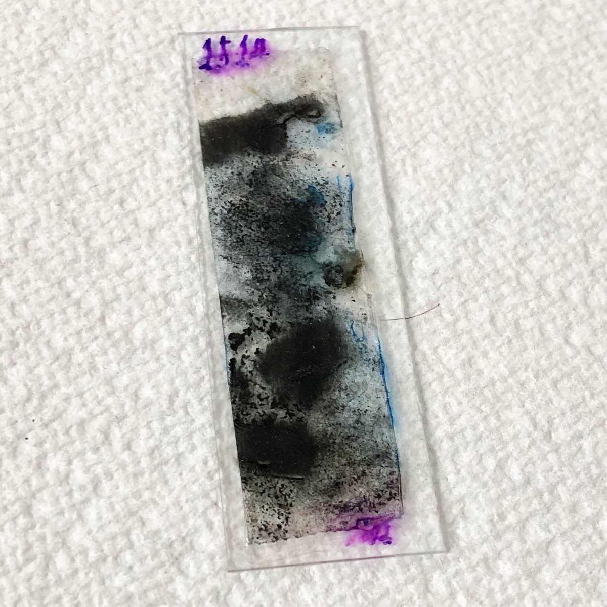 A sample of #blackmold from the lab. Black mold exposure or poisoning can cause a wide range of #health symptoms 🔬 #Ecologics #EcologicsLab
