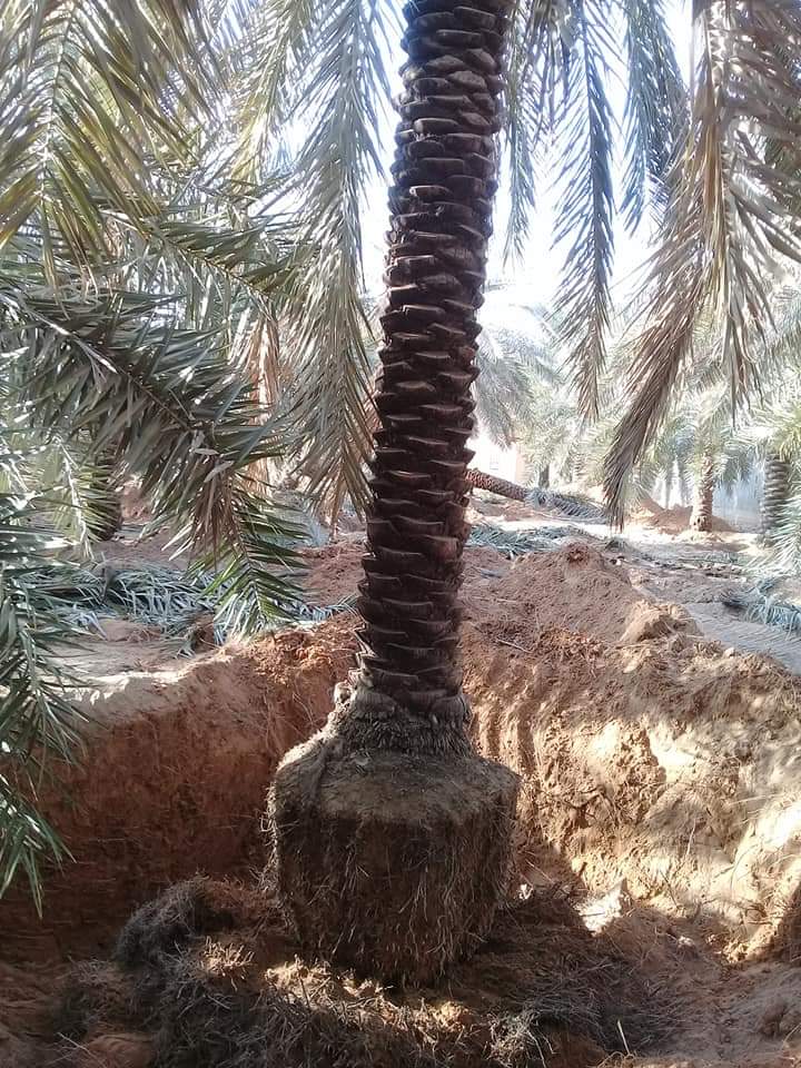 My9ujwjP5OOViPy's tweet image. نقيل للبيع لتواصل جوال0578080016 والله الموفق