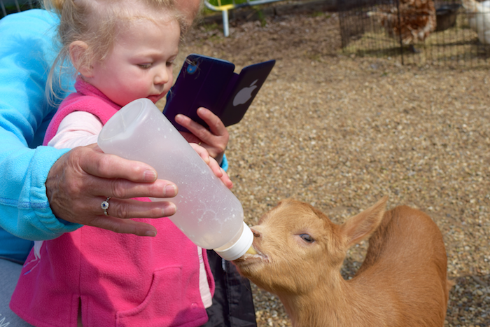 henleyherald's tweet photo. River &amp; Rowing Museum Welcomes Farmyard Friends For Animal Antics @river_rowing #Henley @MillCottageFarm https://t.co/tZztulVJN0 https://t.co/E3oM7M6zmf