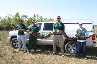 BurmesePython5's tweet photo. We lost a real one fellas, here's one of my boys after the feds nailed him
Next, they'll autopsy his tissue and look for markers in his eDNA that could be used to track other pythons and assess his quality of life. #pouroneoutfortheboys https://t.co/zYl2quZSgg