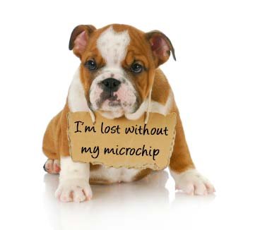 AMSHVets's tweet image. Protect your pets with permanent identifications! Microchipping is quick and an inexpensive injection that last a lifetime.

#AMSH #vet #tulsaoklahoma #brokenarrowoklahoma #microchip #lostpetprevention