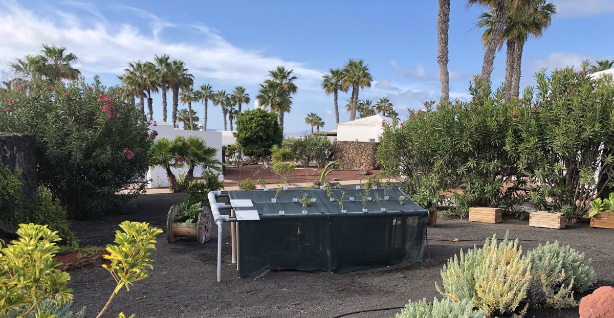 silviavalent2's tweet photo. Did you know that at #Jardinesdelsol we have a lovely #hydroponic #garden? Come &amp; visit us!🍅🌱#DiamondResorts #DiamondGoGreen #delicious #tomatoes #ecogarden https://t.co/UZv8vDmcrJ