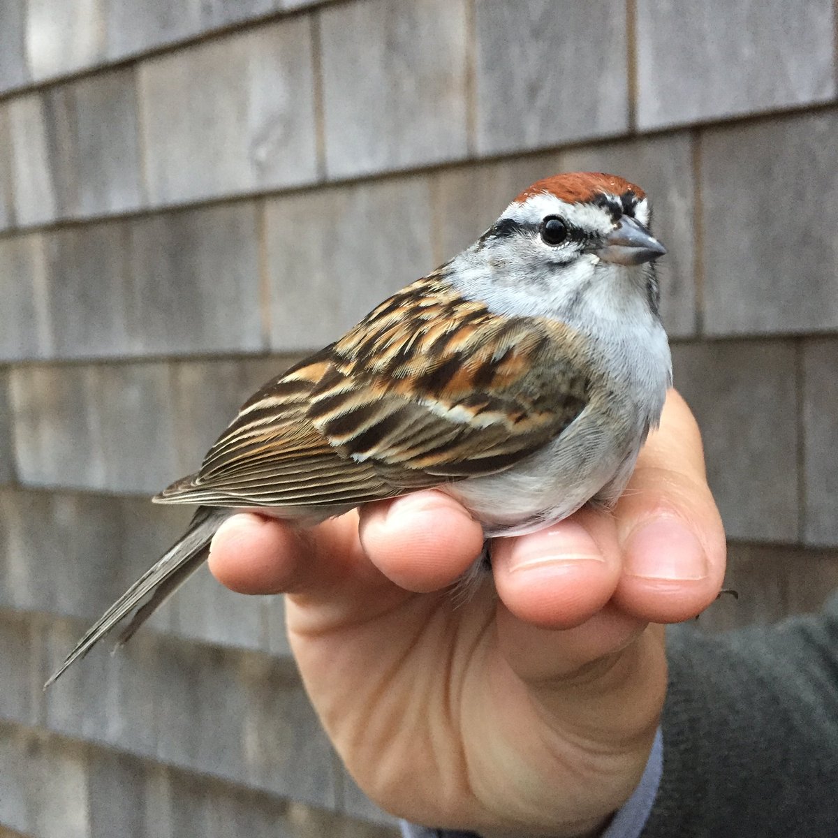 ManometBanding's tweet photo. We had wet and misty weather this morning but we caught a new species for this spring- a Chipping Sparrow #manometspring2019 #birdbanding https://t.co/5IObRE1HxZ