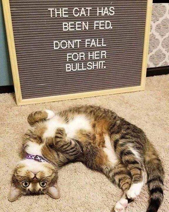 MurphyTCat's tweet photo. Dis is da kind of discrimination us cats has to put up with, it no matter when we been fed! #catdiscrimination #feedme #CatsofTwitter https://t.co/0fItIPfylA
