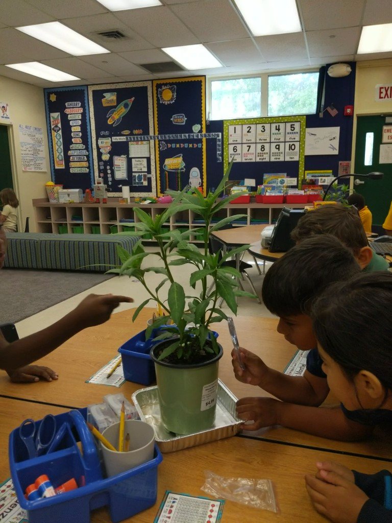 Milkweed plants loaded with Monarch Butterfly eggs! <a href="/NBFelem/">Nova Blanche Forman</a> <a href="/TheNOVASchools/">Nova Schools</a> <a href="/browardschools/">Broward County Public Schools</a> <a href="/BrowardScience/">Broward Science</a> #scientist #butterfly #kindergarten #edchat <a href="/STEAMsicle/">ME Parsons</a> <a href="/LorrieDurkin/">lorrie durkin</a> <a href="/berryblonde1977/">Carrie Bush ✏️</a>