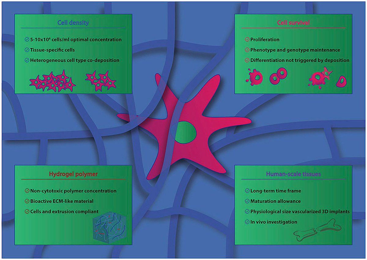 Finally out the full version of our most recent review 'The cell in the ink' @Biomaterials_  which includes some tips to #3Dprint living cells for #biofabrication #bone #tissueregeneration sciencedirect.com/science/articl…