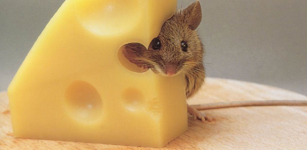 Мышка с сыром картинка