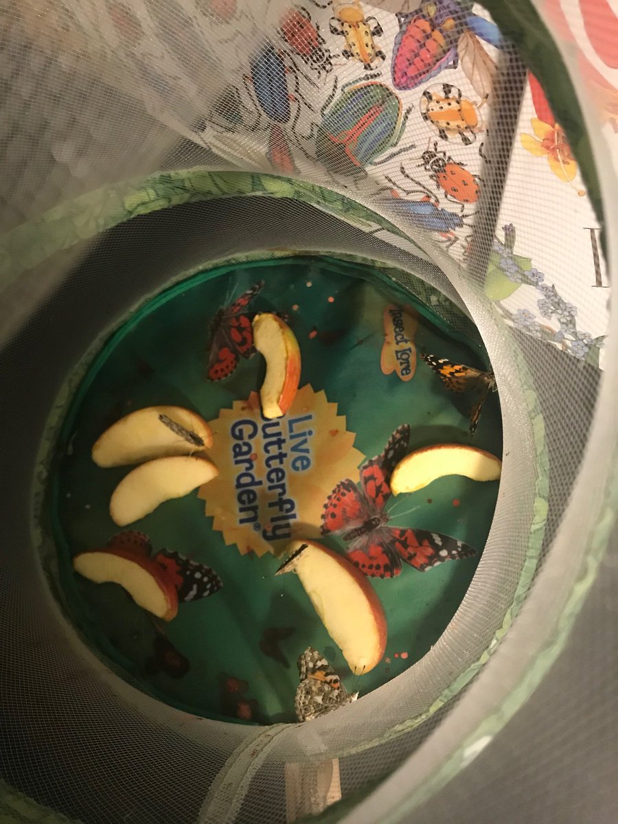 LJohnsonTeacher's tweet photo. Thank you @erica_kreisler and @MsDawnJones08 for sharing your butterflies! Such a surprise! 🦋 #pollinators #weR2ndgrade #3tepride #kortecoyotes #isdstrong @ISDKidsSafari @3TrailsTigers @KorteCoyotes @ISDSchools https://t.co/Wif1bigI3R