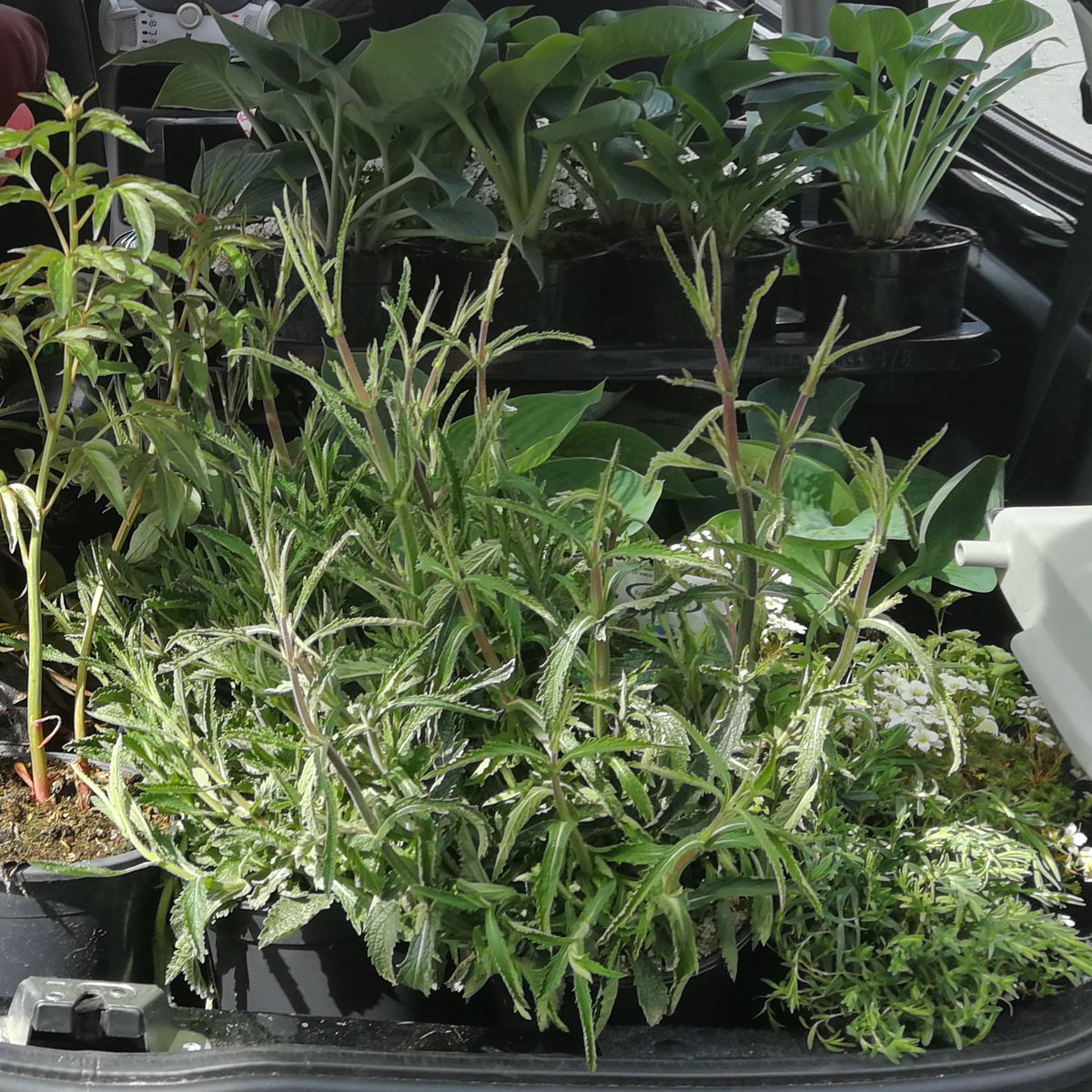 Op stap, inkopen doen voor een honey highway. Het is voor de bijen en vlinders van groot belang dat er bloemen en planten zijn waar ze heen kunnen. Met een honey highway/bee highway wordt dit gestimuleerd. 
#tuin  #honeyhighway #beehighway #bijen #vlinders #natuur #natuurbehoud