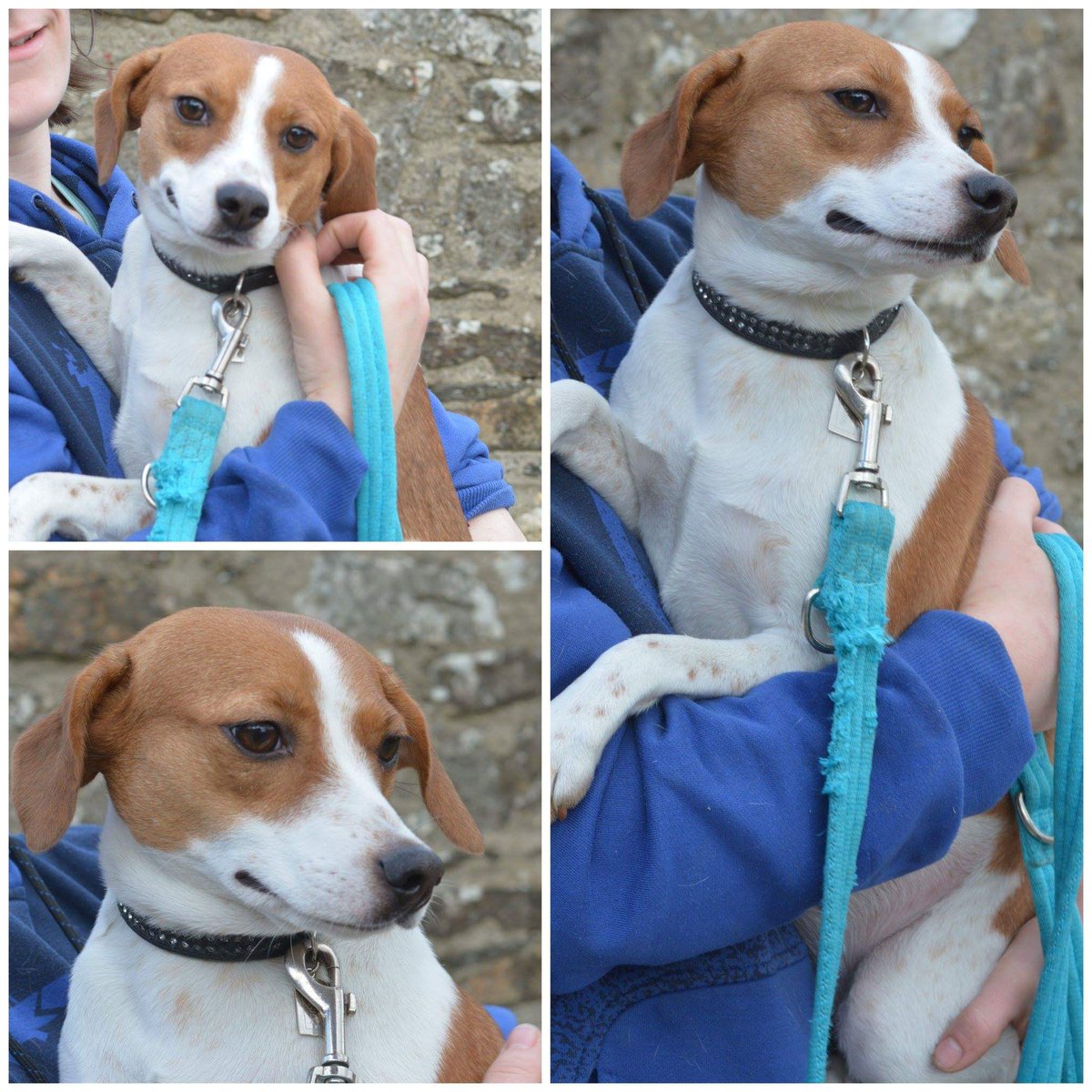 ⚡URGENT⚡
Please retweet!
Bell has been adopted 2 days ago and got frightened during her walkies and escaped in the Avoca area. She is a very shy girl so if you see her please approach her calmly and please inform us if you find her 💔
#MISSING #missingdog #RetweeetPlease