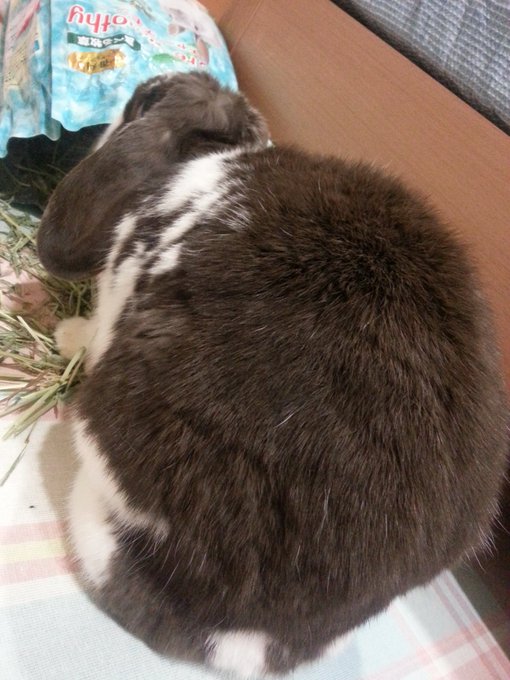 牧草散らかしマン?(ピンぼけ) 