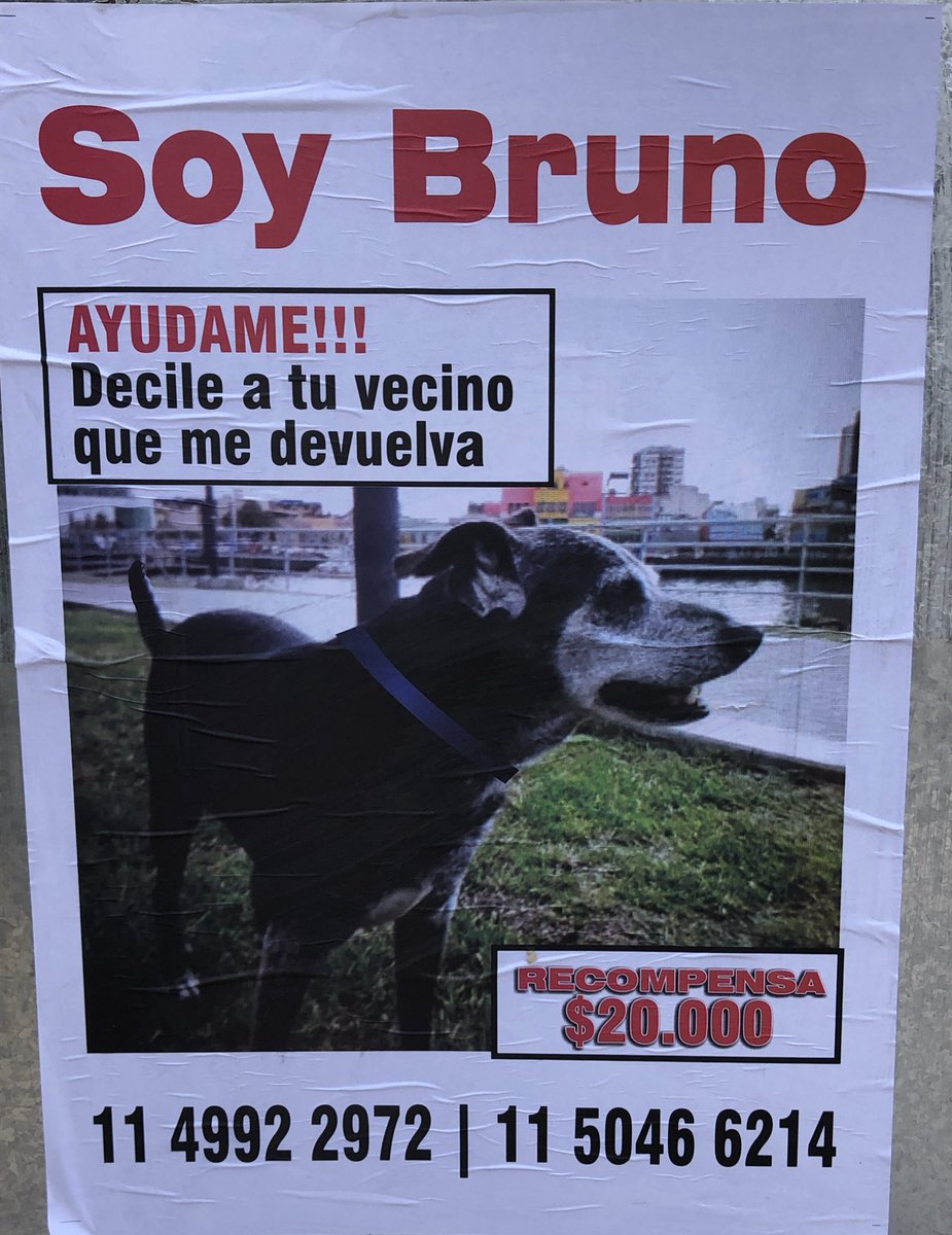 Villa Urquiza, Belgrano y Colegiales empapelados con este pedido desesperado. Me ayudas con un RT ? No conozco al humano q perdió a Bruno, pero si hizo esto por él la tristeza debe ser infinita. Lo ayudamos ??? Gracias ! <a href="/BombitaDarin/">Ricardo Darin</a> <a href="/MalenaStein/">Malena</a>