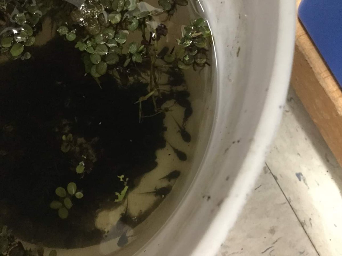 HCPSRiverhills's tweet photo. Tadpoles from the river help us learn about real world life cycles #lifeontheriver #natureinourbackyard https://t.co/10moy1riIX