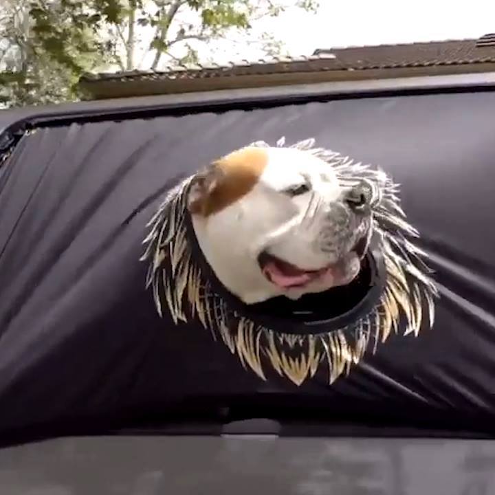 YourMechanic's tweet photo. It's every dog's FAVORITE activity! These fun covers will fit over your car window and keep your dog safe #dogsincars #yourmechanic
Would you buy it for your car?
https://t.co/QuBeg4BLdT https://t.co/8i90iBLtW4