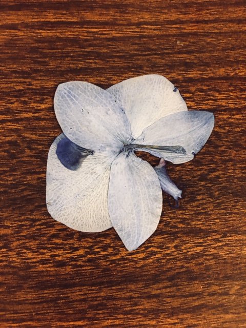 ILLINOISstacks's tweet photo. While you're out there chasing your floral dreams this spring, remember that #PressingFlowers in Library books is asking for trouble 🌺🚫📚 Don't use your (flower) powers for evil! #NotABookmark #PreservationWeek https://t.co/mdxcqm64Zq