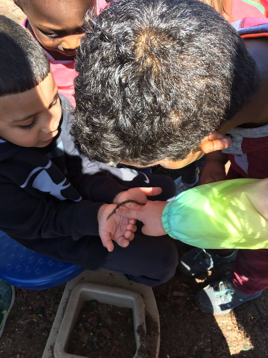 AvasmomJen's tweet photo. “Teacher I found a worm and it’s ALIVE!” #insectstudy #exploringtheenvironment #diginthedirt #scpsi https://t.co/5207p5Ex3Y