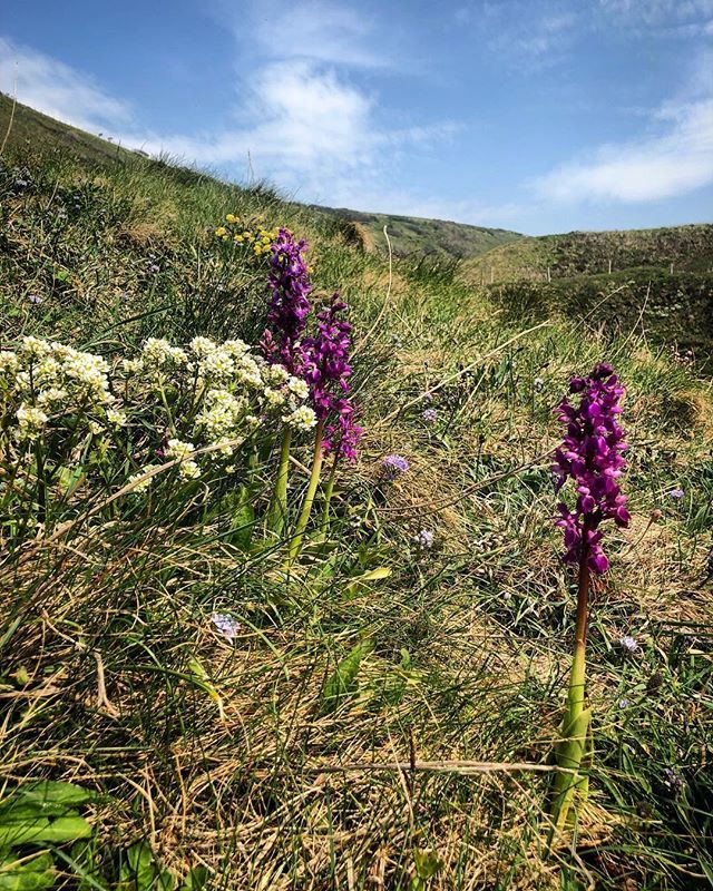farmerpaula's tweet photo. Coastal wild flowers #wildflowers #specialenvironment #beautifulscent #beautifulweather #beautifulcountryside #holidayweekend #playtime #familytime #timetogether https://t.co/5GL2dY466l https://t.co/NTrQgHXAWa