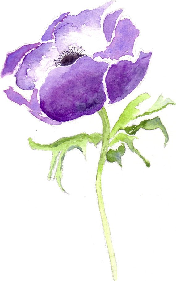 MormorJan's tweet photo. Sapphire Blue Anemone Birthday https://t.co/AOiAjpnxJ8 via @EtsySocial #etsymntt #cardsbymormorjan  #WatercolorNotecard #Cardforher https://t.co/7yRlD6vcgK